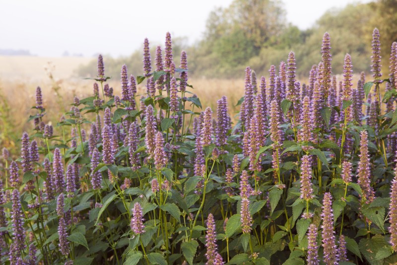 Anise Hyssop