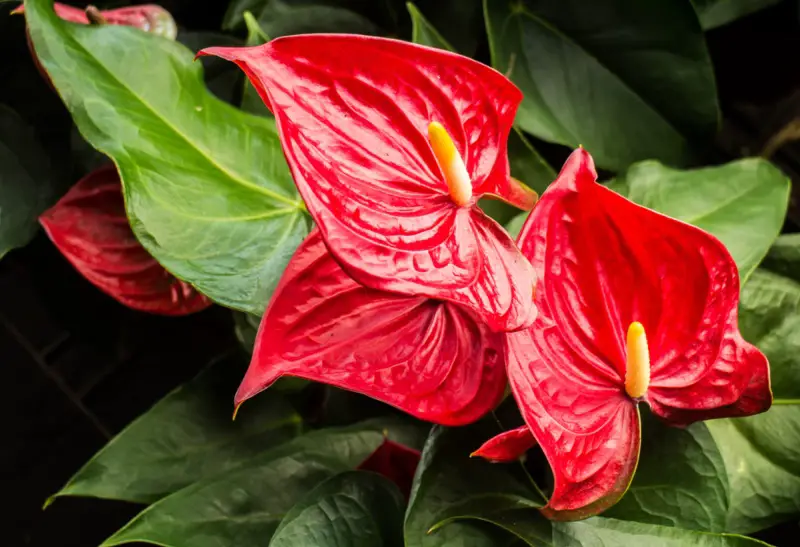 Anthurium