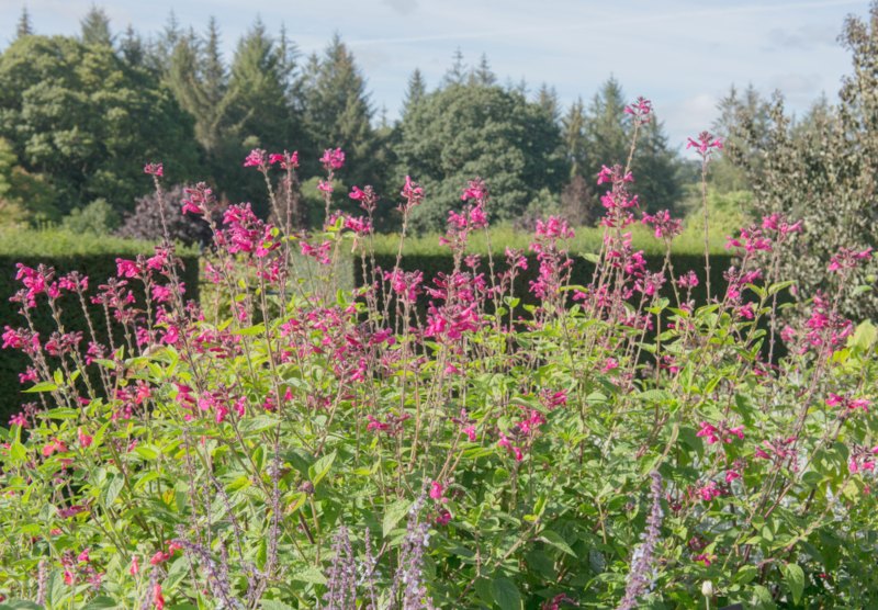 Autumn-Sage (Salvia-greggii-'Pink-Prefernce')