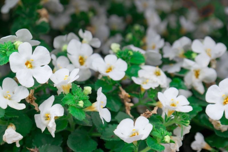 Bacopa-'Snowstorm'