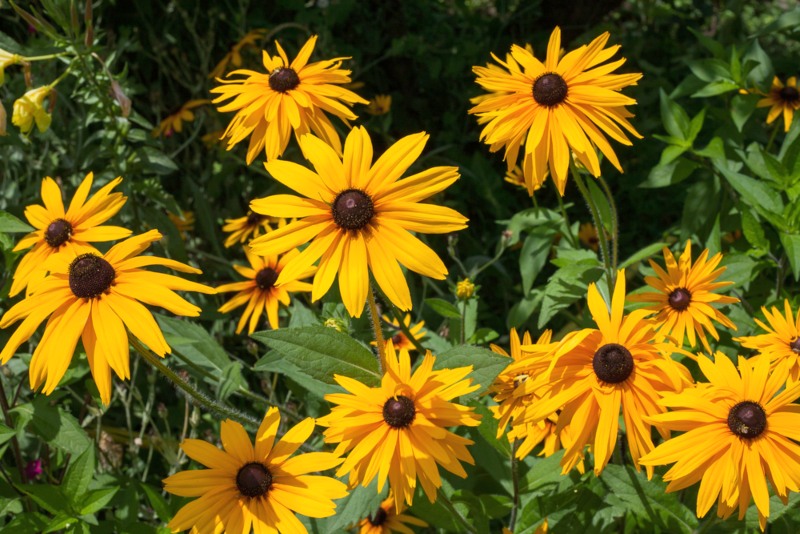 Black-eyed Susan 'Goldsturm'