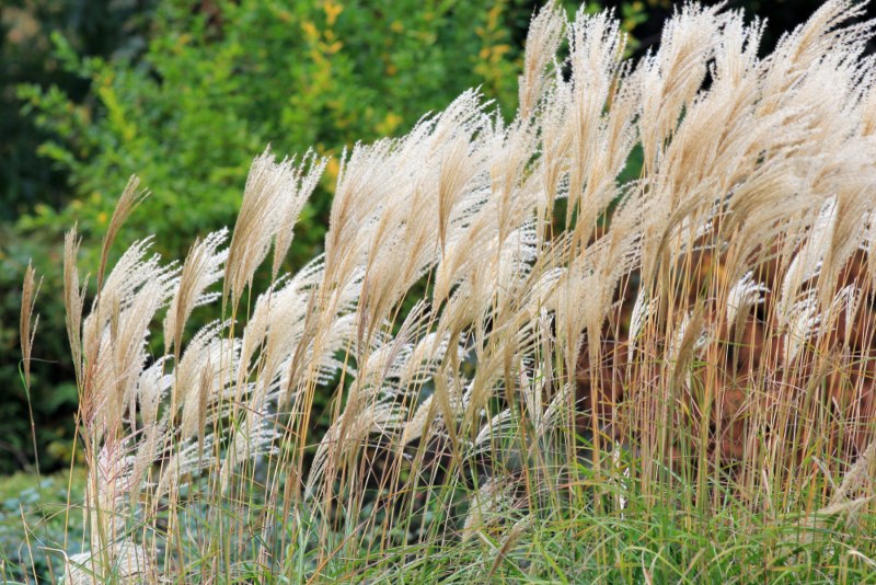 Calamagrostis