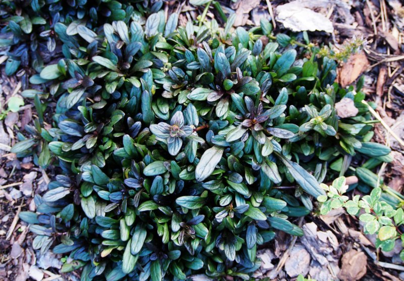 Chocolate-Chip-Ajuga