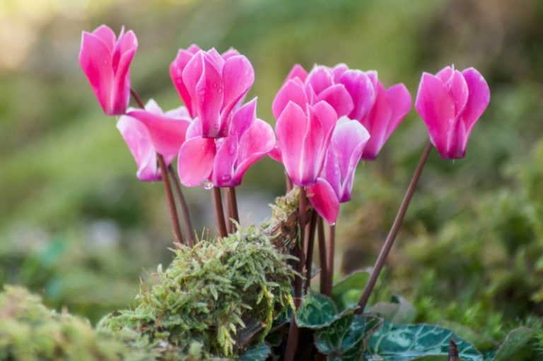 10 Choices for Winter Flowering Annuals Garden Lovers Club