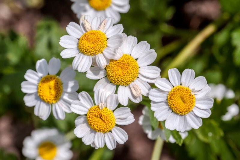 Feverfew (Chrysanthemum-parthenium)