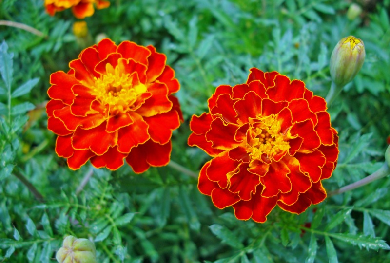 French-marigold (Tagetes-patula)