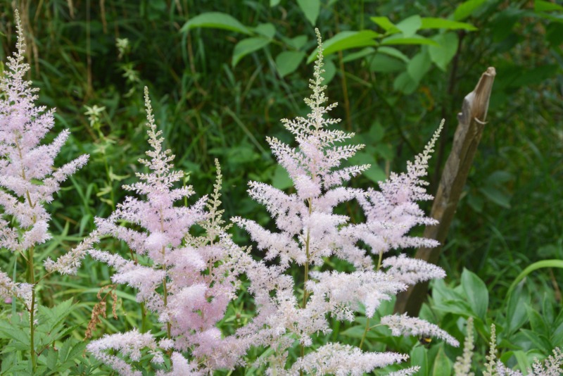 Goats-beard