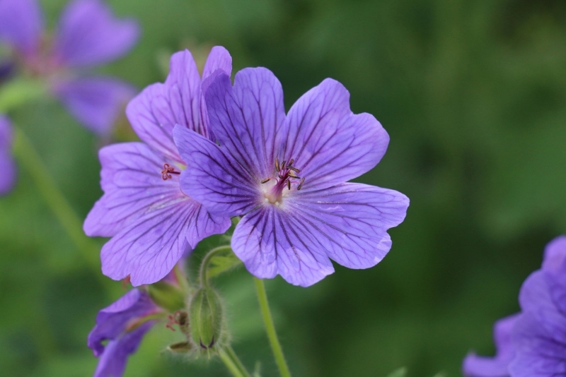 Hardy-Geranium