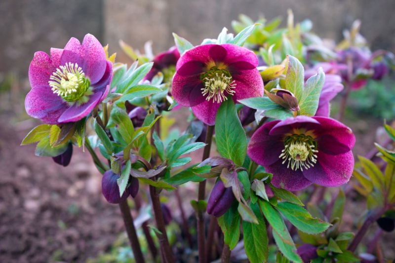  Helleborus