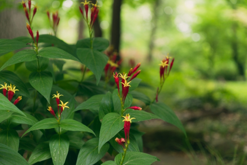 Indian-Pink (Spigelia-marilandica)