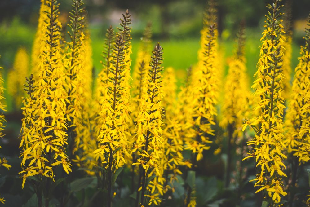 Ligularia 'The-Rocket'