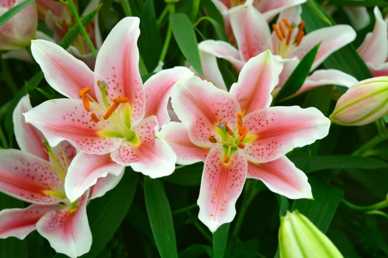 Lilium