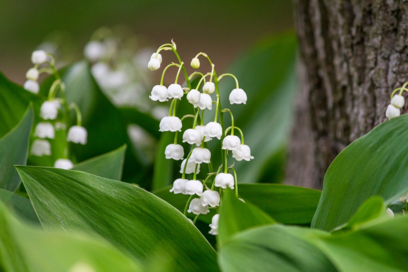 Lily-of-the-valley