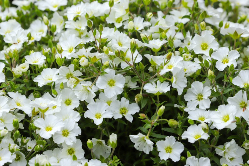 Mountain-sandwort