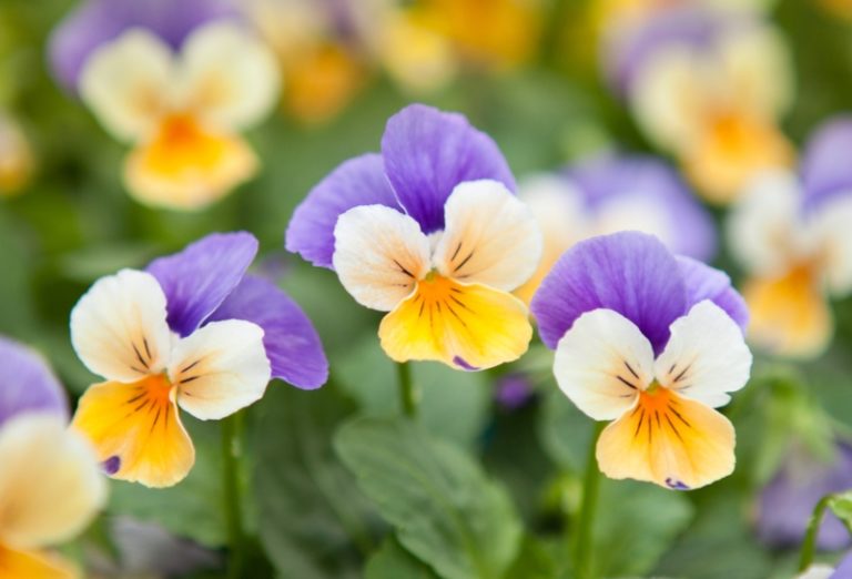 10 Choices for Winter Flowering Annuals Garden Lovers Club