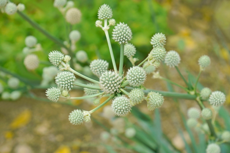 Rattlesnake-Master (Eryngium-yuccifolium)