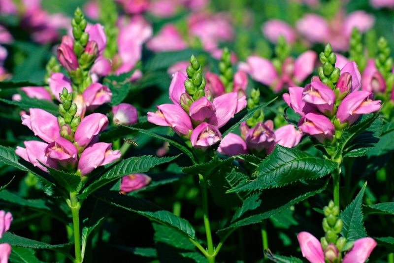 Rose-Turtlehead