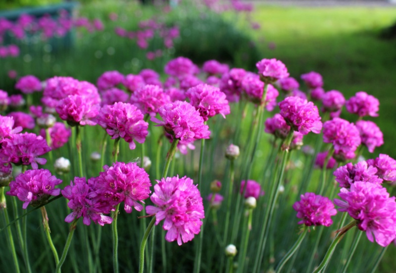 Sea-Thrift