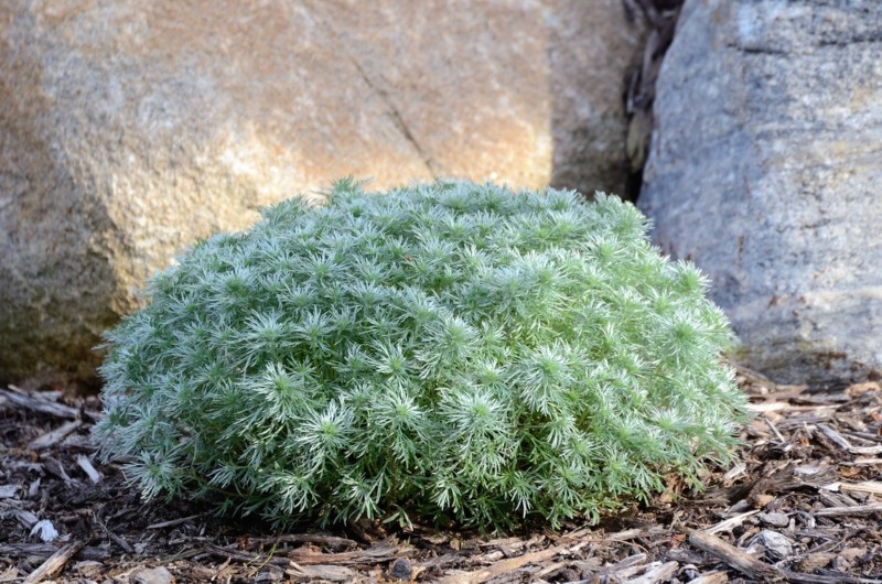 Silver-mound-Artemisia