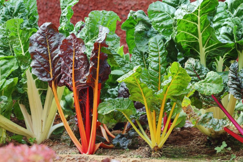 Swiss-Chard