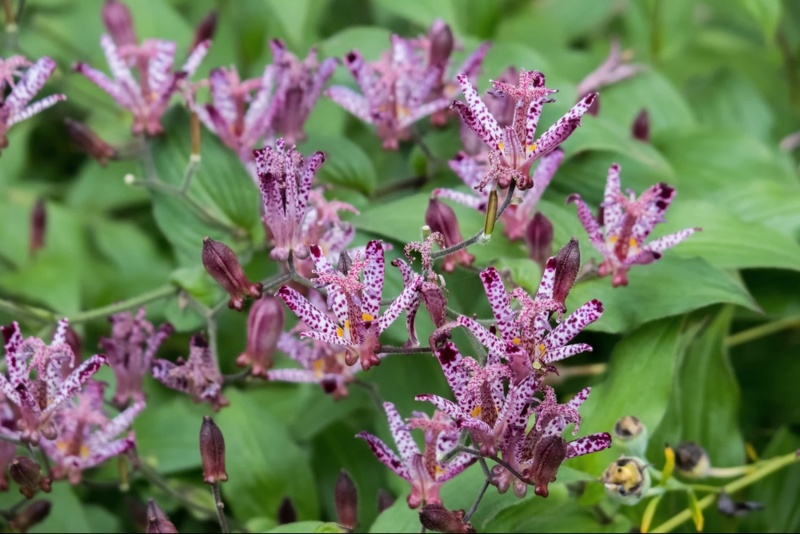 Toad-Lily