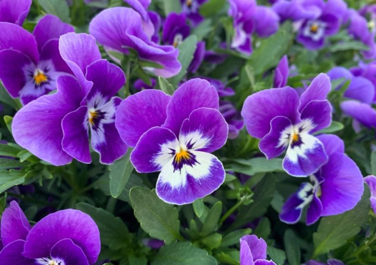 15 Perfect LowGrowing Perennials Garden Lovers Club