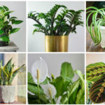 best apartment plants