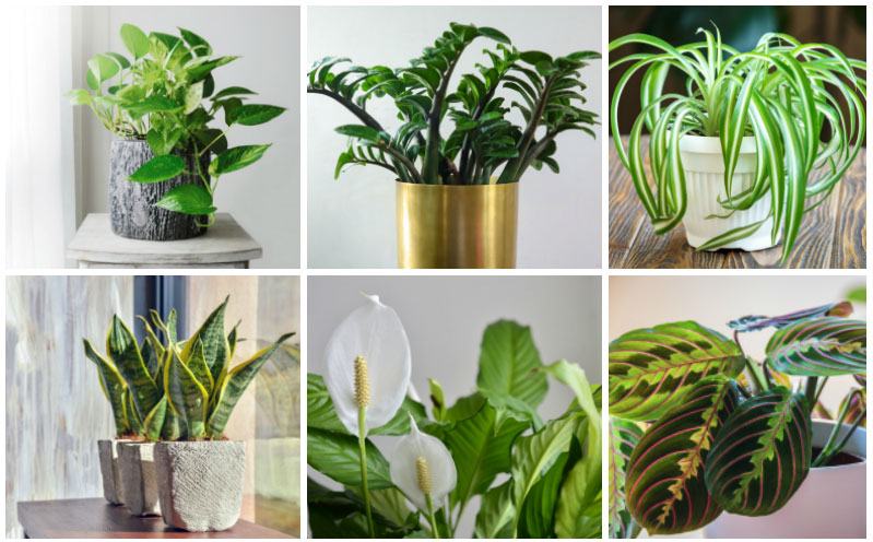 best apartment plants