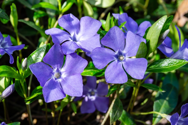 periwinkle