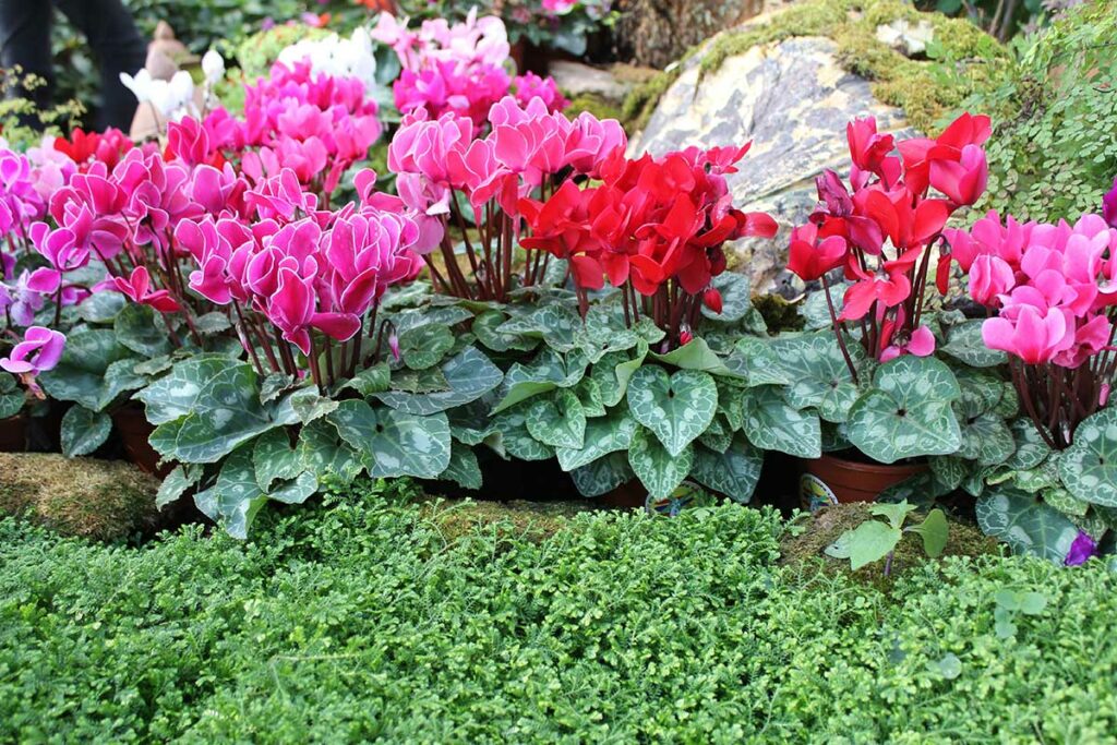 Cyclamen