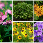 Partial Sun Perennials