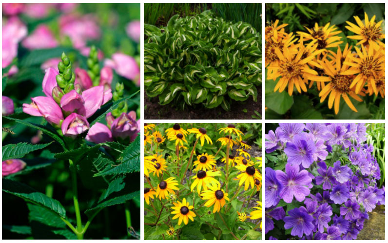 10 Perfect Partial Sun Perennials - Garden Lovers Club