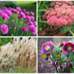 Perennials Archives - Garden Lovers Club