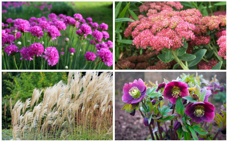 Salt-Tolerant Perennials