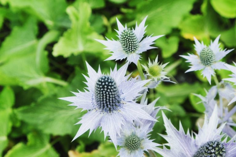 10 Different Types of Sea Holly Garden Lovers Club