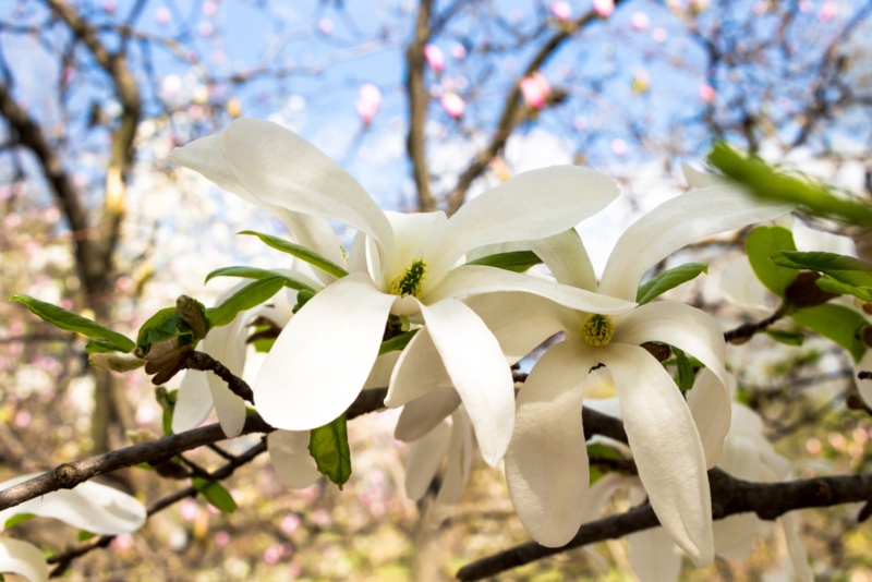 Anise-Magnolia (Magnolia salicifolia)