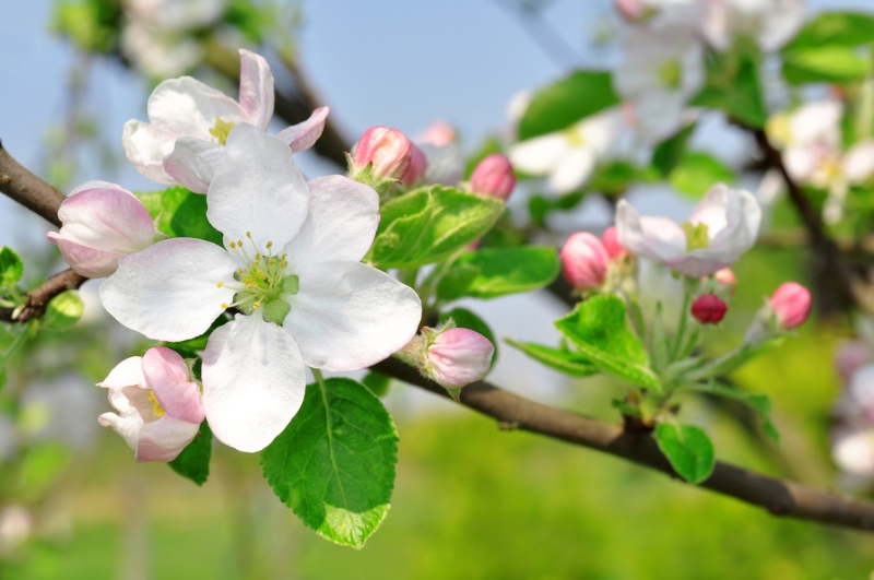 Apple-Blossom