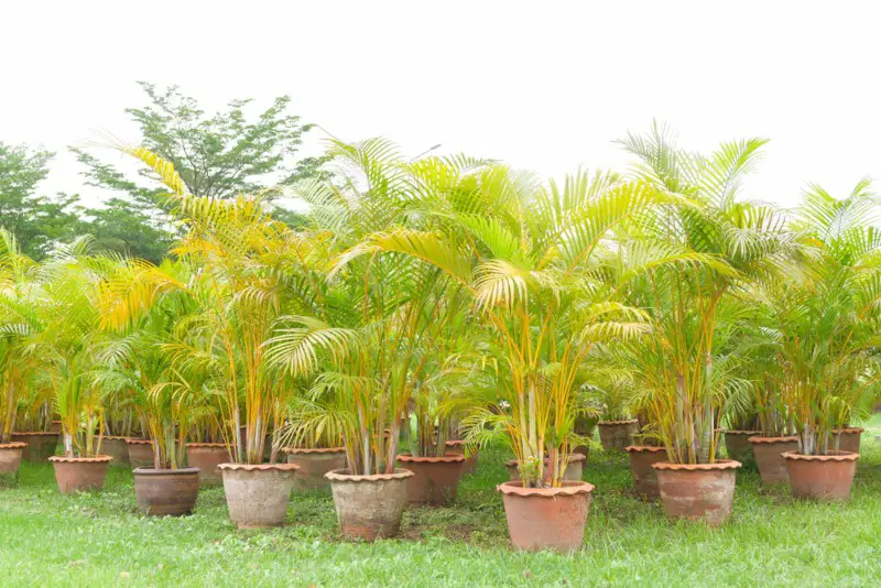 Areca-Palm