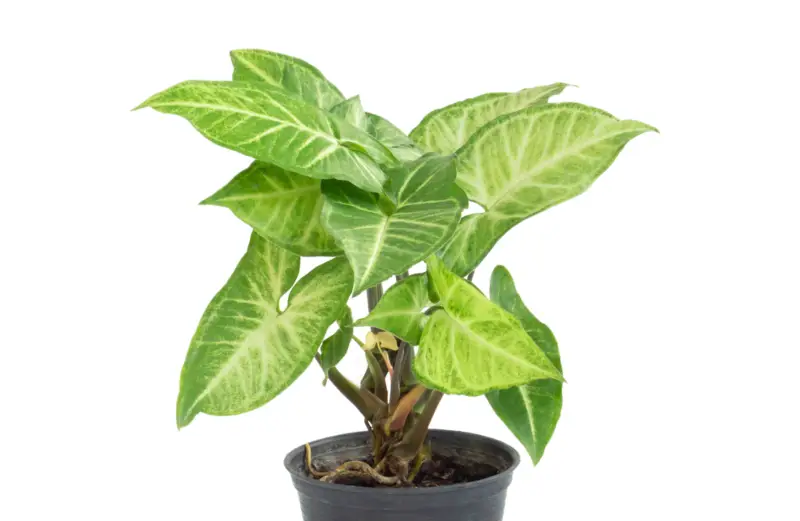 Arrowhead-Plant (Syngonium-podophyllum)