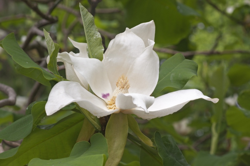 Ashes-Magnolia (Magnolia ashei)