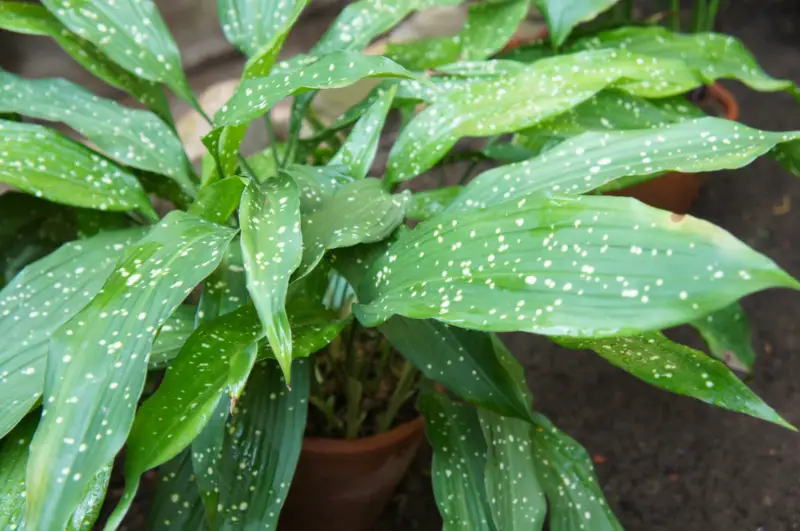 Aspidistra (Cast Iron Plant)