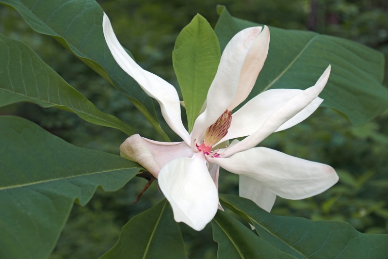 Bigleaf-Magnolia (Magnolia macrophylla)