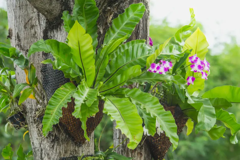 Bird's-Nest-Fern