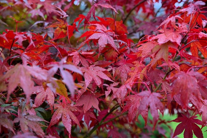 Bloodgood-Japanese-Maple