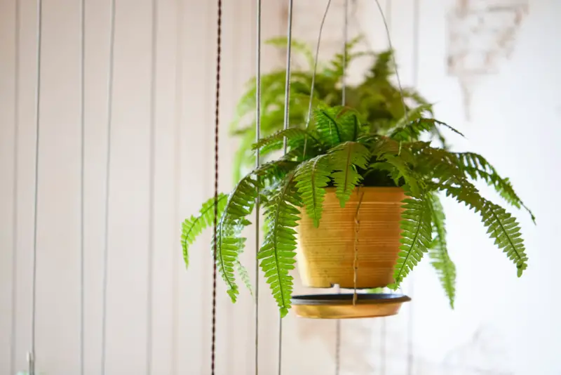 Boston-Fern