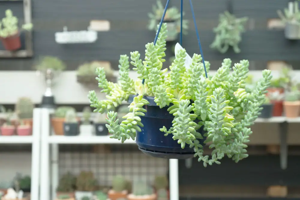 Burro's-Tail