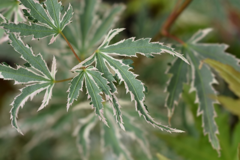 Butterfly-Japanese-Maple (Acer palmatum 'Butterfly')