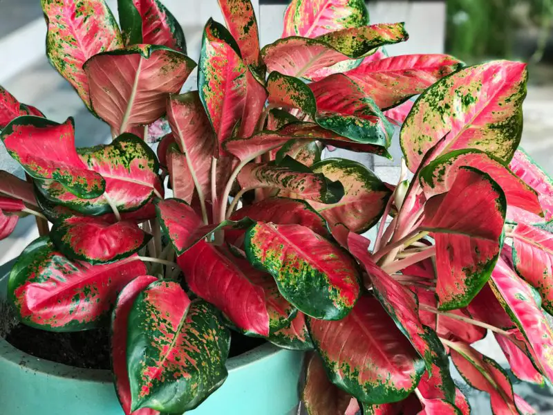 Chinese-Evergreen