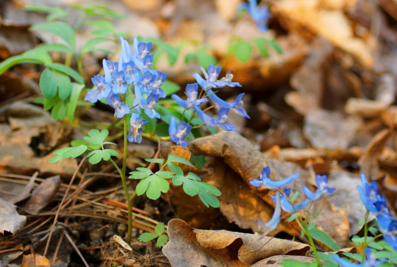 Corydalis-Ambigua