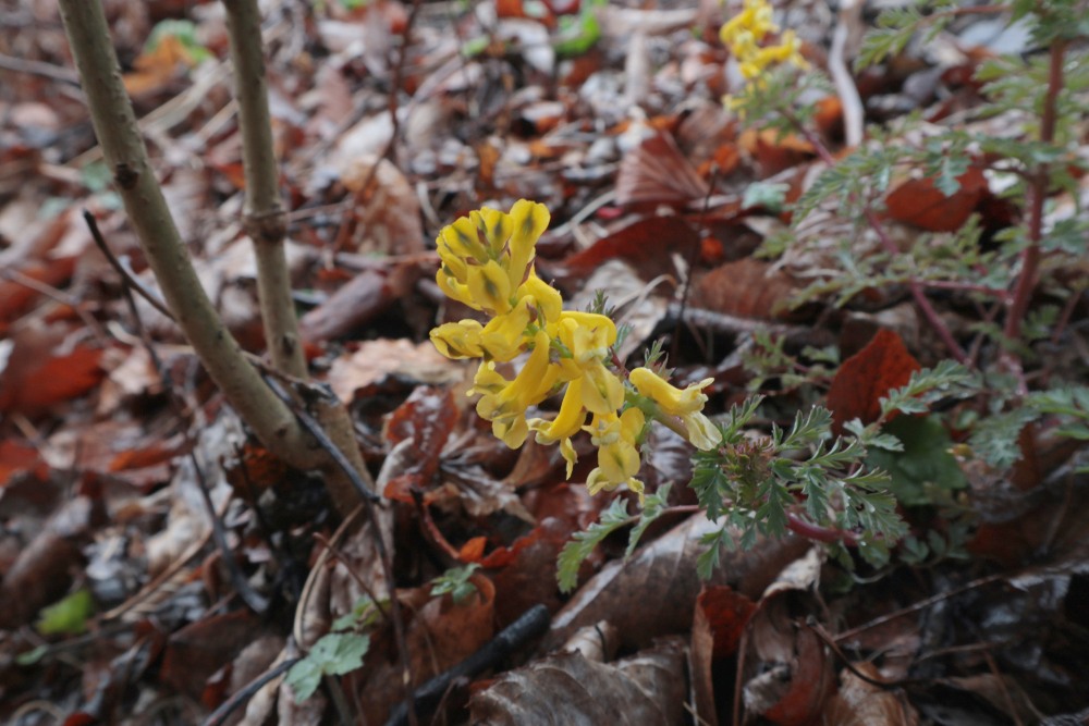 Corydalis-Aurea